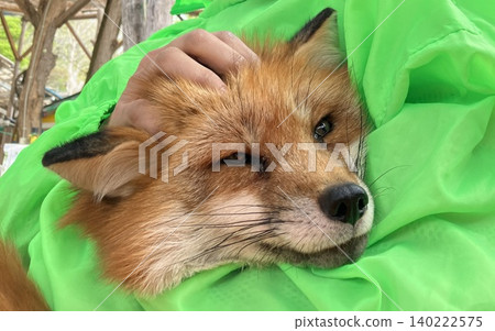 與狐狸互動 140222575