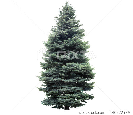 A majestic blue spruce tree stands tall with its branches reaching towards the sky A majestic blue spruce tree stands tall with its branches reaching towards the sky 140222589