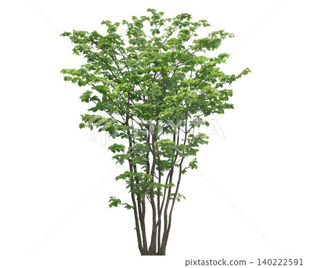 Lush green deciduous tree with multiple slender trunks and vibrant foliage Lush green deciduous tree with multiple slender trunks and vibrant foliage 140222591