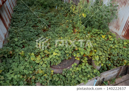 魚腥草在一棟廢棄房屋的花園裡大量繁殖 魚腥草在一棟廢棄房屋的花園裡大量繁殖 140222637