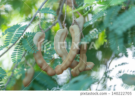 Ripe tamarind pods hanging from leafy tree branch tropical garden highlighting natural fruit growth agriculture organic harvest Ripe tamarind pods hanging from leafy tree branch tropical garden highlighting natural fruit growth agriculture organic harvest 140222705