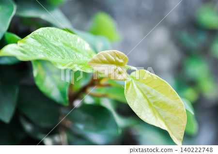 ficus pumila or climbing fig or Climbing Vine ficus pumila or climbing fig or Climbing Vine 140222748
