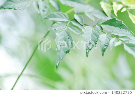 Cork tree, Indian cork tree or Millingtonia hortensis Linn or BIGNONIACEAE Cork tree, Indian cork tree or Millingtonia hortensis Linn or BIGNONIACEAE 140222750