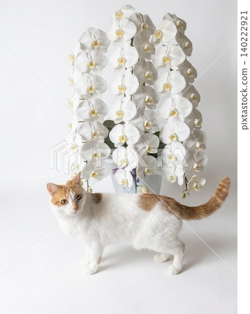 A brown and white cat stands in front of a magnificent white orchid against a white background. A brown and white cat stands in front of a magnificent white orchid against a white background. 140222921