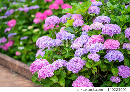 Colorful hydrangeas (Horikawa Iris Garden, Yokkaichi City, Mie Prefecture) Colorful hydrangeas (Horikawa Iris Garden, Yokkaichi City, Mie Prefecture) 140223001