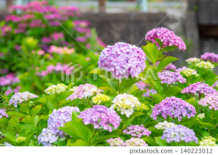 Colorful hydrangeas (Horikawa Iris Garden, Yokkaichi City, Mie Prefecture) Colorful hydrangeas (Horikawa Iris Garden, Yokkaichi City, Mie Prefecture) 140223012