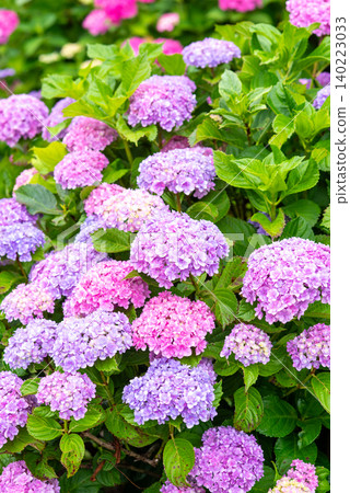 Colorful hydrangeas (Horikawa Iris Garden, Yokkaichi City, Mie Prefecture) Colorful hydrangeas (Horikawa Iris Garden, Yokkaichi City, Mie Prefecture) 140223033