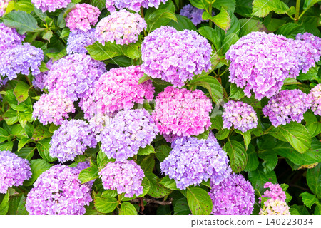 Colorful hydrangeas (Horikawa Iris Garden, Yokkaichi City, Mie Prefecture) Colorful hydrangeas (Horikawa Iris Garden, Yokkaichi City, Mie Prefecture) 140223034