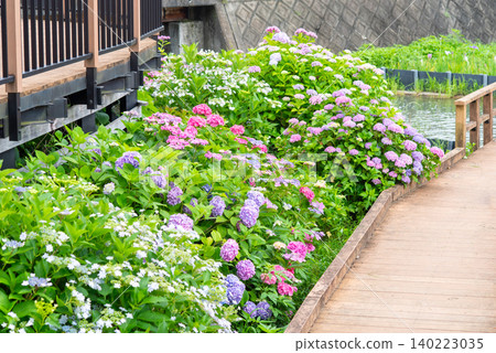 五彩繽紛的繡球花(堀川鳶尾花園,三重縣四日市) 五彩繽紛的繡球花(堀川鳶尾花園,三重縣四日市) 140223035