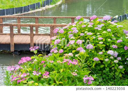 Colorful hydrangeas (Horikawa Iris Garden, Yokkaichi City, Mie Prefecture) 140223038