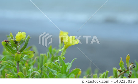 Evening primroses blooming against the backdrop of the sea at Shichirigahama in Shonan: A natural scene of early summer and copy space. 140223039