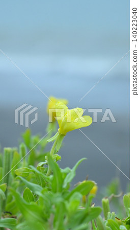 Evening primroses blooming against the backdrop of the sea at Shichirigahama in Shonan: A natural scene of early summer and copy space. 140223040