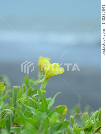 湘南七里濱海邊盛開的月見草:初夏的自然景色,留有文字空間。 湘南七里濱海邊盛開的月見草:初夏的自然景色,留有文字空間。 140223041