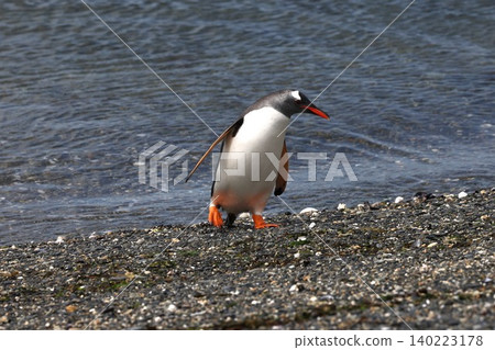 Gentoo penguins on Penguin Island, Argentina Gentoo penguins on Penguin Island, Argentina 140223178