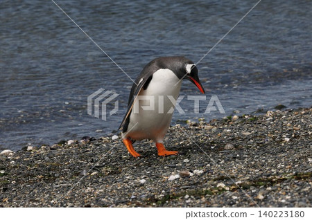 Gentoo penguins on Penguin Island, Argentina Gentoo penguins on Penguin Island, Argentina 140223180