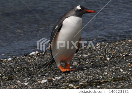 Gentoo penguins on Penguin Island, Argentina Gentoo penguins on Penguin Island, Argentina 140223181