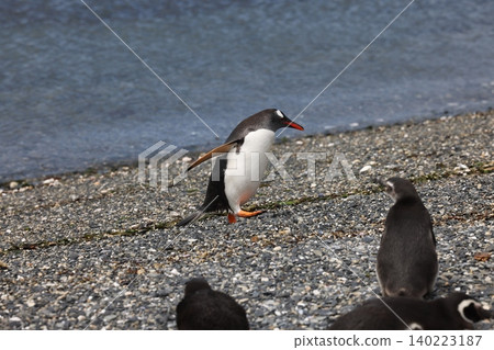 Gentoo penguins on Penguin Island, Argentina Gentoo penguins on Penguin Island, Argentina 140223187