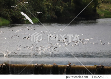 Flocks of seagulls and herons resting on the water's surface or flying. Flocks of seagulls and herons resting on the water's surface or flying. 140223199