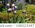 Iris flowers wet with rain in the rainy season Iris flowers wet with rain in the rainy season 140223347