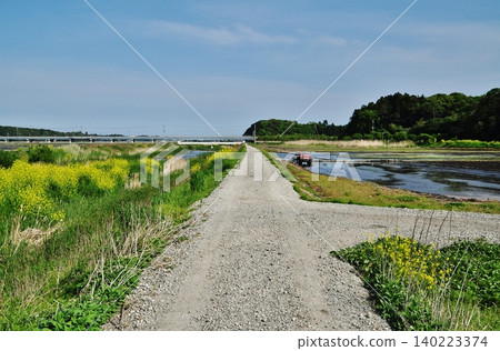 A peaceful farm road and rice paddy landscape with rapeseed flowers in bloom. A peaceful farm road and rice paddy landscape with rapeseed flowers in bloom. 140223374