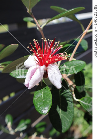 Feijoa flowers bloom in a unique way. Feijoa flowers bloom in a unique way. 140223388