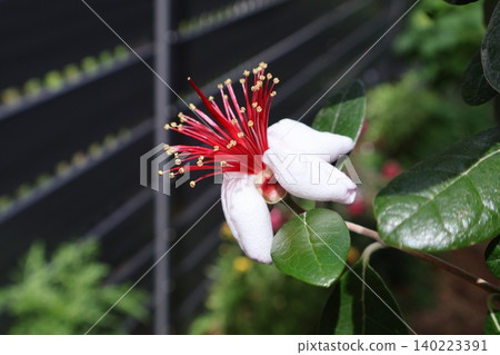 Feijoa flowers bloom in a unique way. 140223391