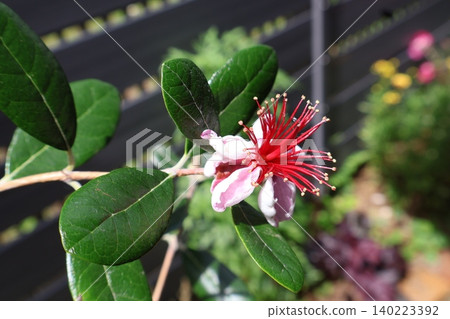 Feijoa flowers bloom in a unique way. Feijoa flowers bloom in a unique way. 140223392