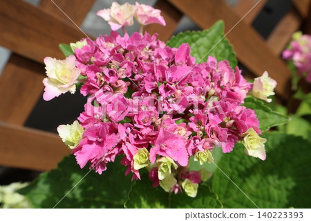 粉紅色的重瓣繡球花才剛開始綻放 140223393