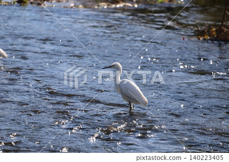 Little egret standing by the water Little egret standing by the water 140223405
