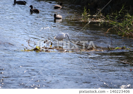 Little egrets looking underwater for food Little egrets looking underwater for food 140223406