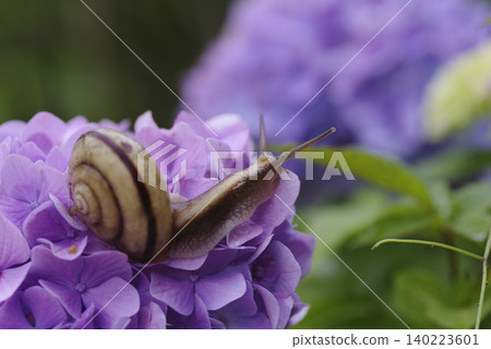 A snail slowly walking across the hydrangea flowers and leaves, a symbol of the rainy season. 140223601