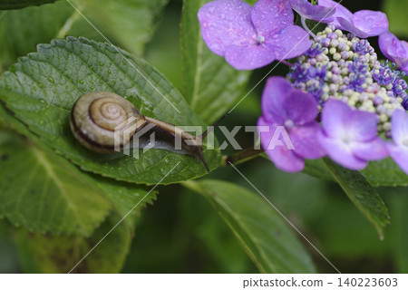 A snail slowly walking across the hydrangea flowers and leaves, a symbol of the rainy season. 140223603