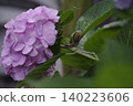 一隻蝸牛緩緩爬過繡球花和葉子，這是雨季的象徵。 140223606