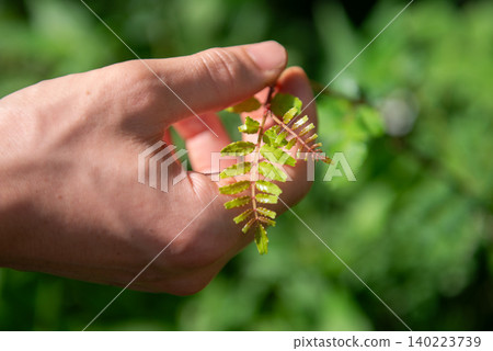 A close-up of hands carefully picking young sansho leaves. A close-up of hands carefully picking young sansho leaves. 140223739