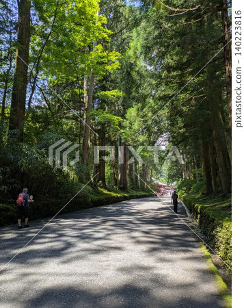 Forest bathing with Nikko cedar Forest bathing with Nikko cedar 140223816