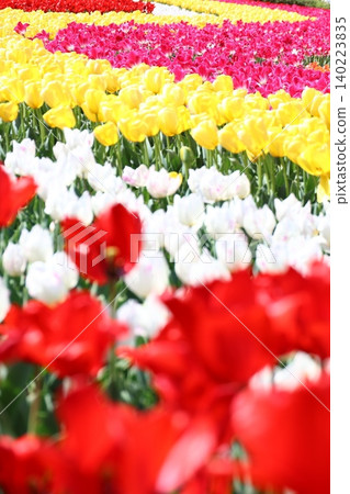 5 Tulip Fields at Tokyo German Village in Sodegaura, Boso Peninsula 5 Tulip Fields at Tokyo German Village in Sodegaura, Boso Peninsula 140223835