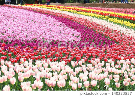 7 Tulip Fields at Tokyo German Village in Sodegaura, Boso Peninsula 7 Tulip Fields at Tokyo German Village in Sodegaura, Boso Peninsula 140223837