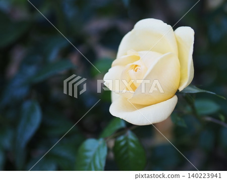 Roses of Yono Park Roses of Yono Park 140223941