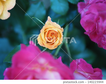 Roses of Yono Park Roses of Yono Park 140223944