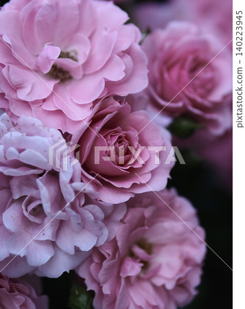 Roses of Yono Park Roses of Yono Park 140223945