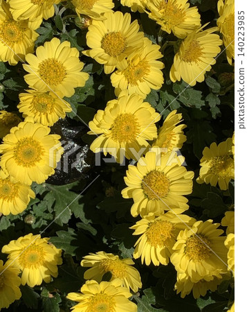 Chrisaneme Mulchicore 140223985