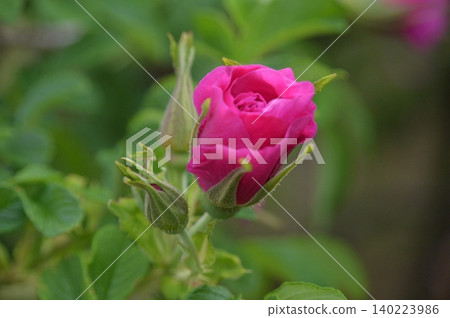 Japanese rose, Japanese rose Japanese rose, Japanese rose 140223986