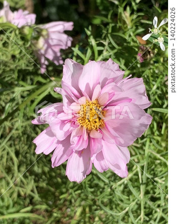 Pink Cosmos Pink Cosmos 140224026