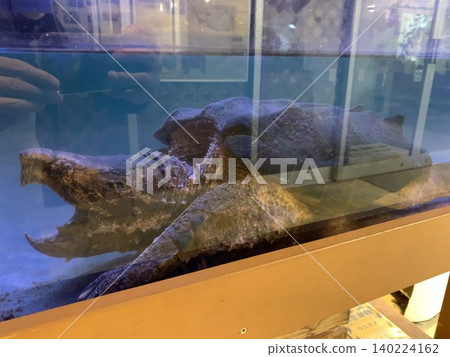 A snake turtle A snake turtle 140224162