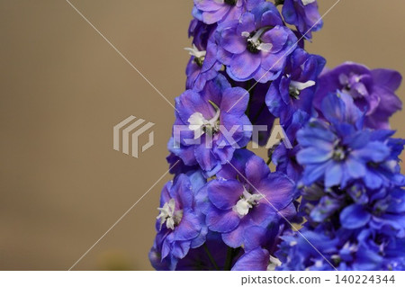 Blue-purple delphinium flowers stand out against a beige background. Blue-purple delphinium flowers stand out against a beige background. 140224344