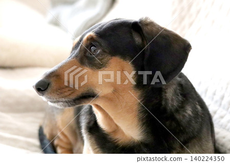 A portrait of a dog (Miniature Dachshund, Black and Tan) gazing at something with its round eyes. 140224350