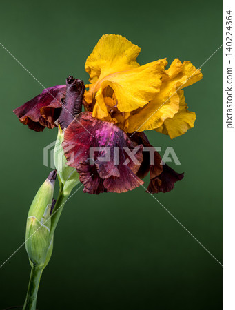 Golden and Burgundy Bearded Iris Flower on Green Background Golden and Burgundy Bearded Iris Flower on Green Background 140224364