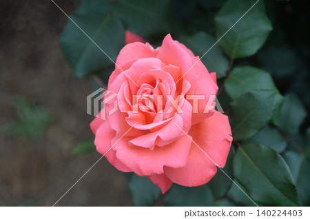 Deep pink roses, Catherine Deneuve Deep pink roses, Catherine Deneuve 140224403