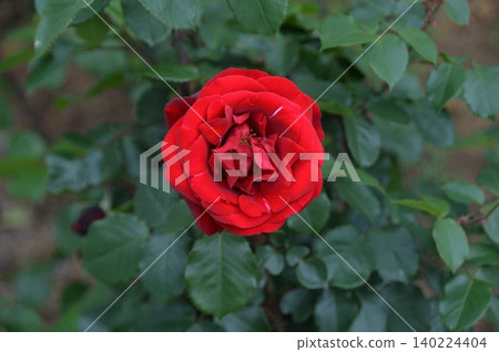 Red rose, samurai Red rose, samurai 140224404