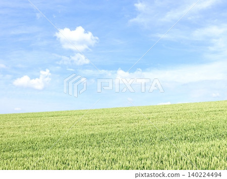 A summer scene of wheat fields in Biei, Hokkaido, where you can feel the refreshing breeze under a clear blue sky. A summer scene of wheat fields in Biei, Hokkaido, where you can feel the refreshing breeze under a clear blue sky. 140224494